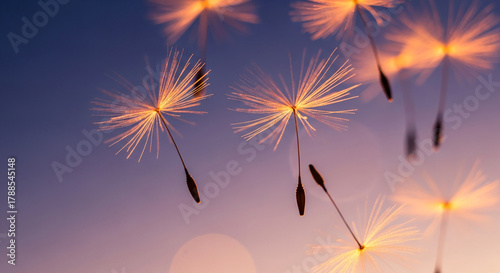 Macro shot of dandelion seeds against a gradient blue-to-pink sky, symbolizing lightness, fragility, and the spreading of dreams or ideas
