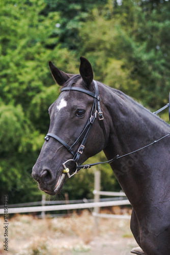 horse mouth wearing D-ring snaffle bit and black Beta Biothane bridle