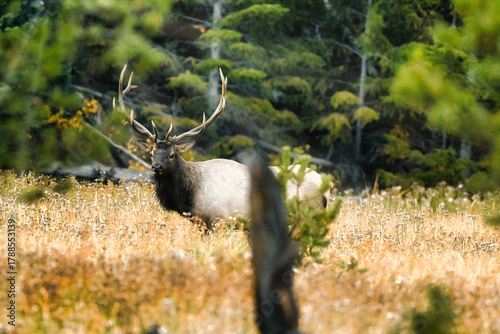Bull Elk in Yellowstone National Park