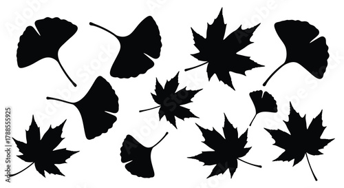 Collection of silhouetted ginkgo and maple leaves on a white background