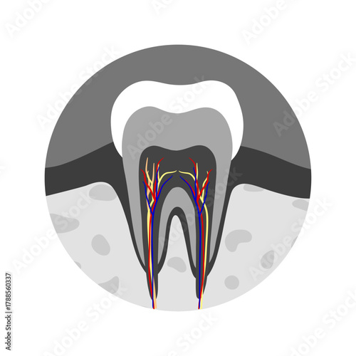 Hand-drawn dental infographic showing the anatomy of tooth. Educational illustration designed for dental 