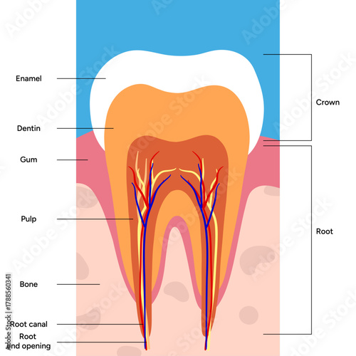 Hand-drawn dental infographic showing the anatomy of tooth. Educational illustration designed for dental 