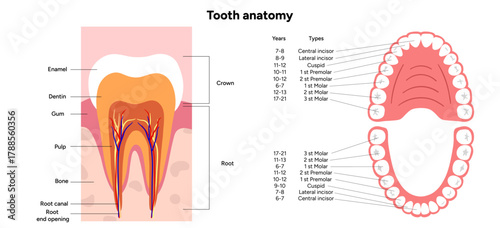 Hand-drawn dental infographic showing the anatomy of tooth with enamel, dentin, pulp, root, and nerves. Detailed educational illustration for dental 
