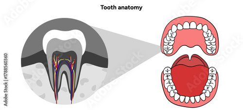 Hand-drawn dental infographic showing the anatomy of tooth for adults and children. Educational illustration with labeled parts enamel, dentin, pulp, and root