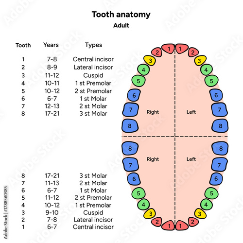 Hand-drawn dental infographic showing the anatomy of adult tooth with enamel, dentin, pulp, root, and nerves. Detailed educational illustration for dental 