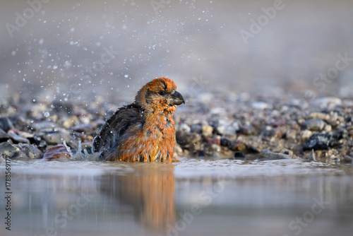 Parrot crossbill (Loxia pytyopsittacus)