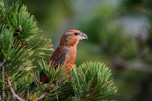 Parrot crossbill (Loxia pytyopsittacus)