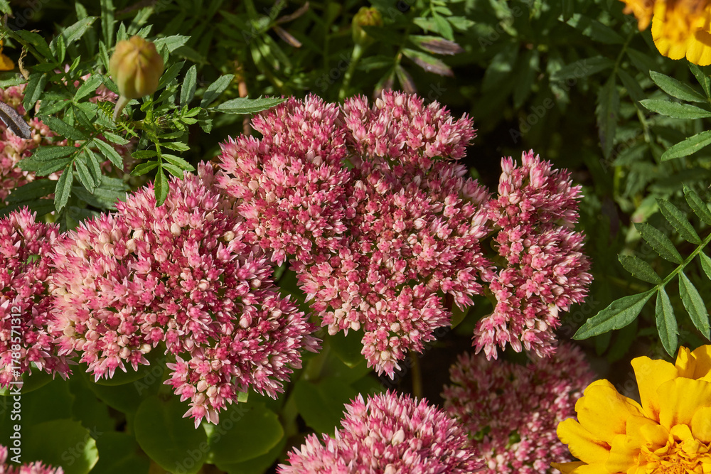 Obraz premium Stonecrop prominent blooms in the garden, a close-up of a blooming inflorescence. Stonecrop prominent (lat. Hylotelephium spectabile) is a perennial herbaceous plant, succulent.
