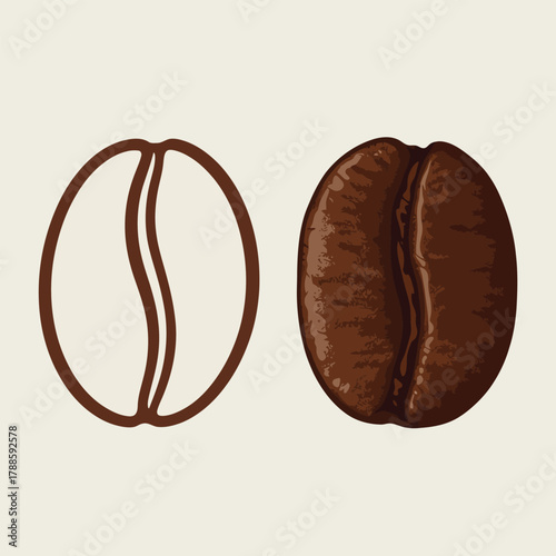 Coffee bean outline and realistic roasted bean illustration on light color