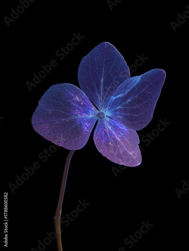 Single Violet Hydrangea Blossom Illuminated Against Black