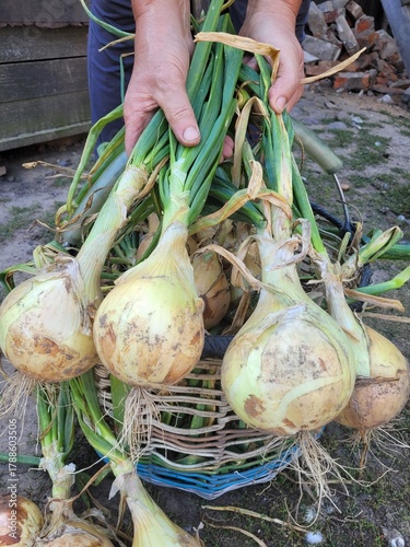 Huge onions grown on a farm plot, growing organic vegetables. onion exhibition