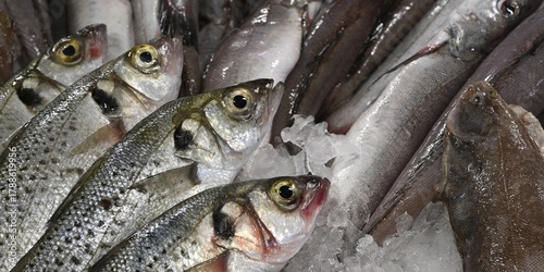 poisson frais dans la glace