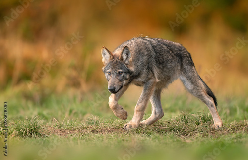 Fototapeta Naklejka Na Ścianę i Meble -  Grey wolf ( Canis lupus ) close up
