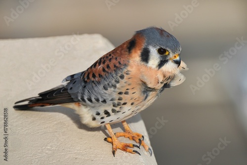 The American kestrel (Falco sparverius) is the smallest and most common falcon in North America. 