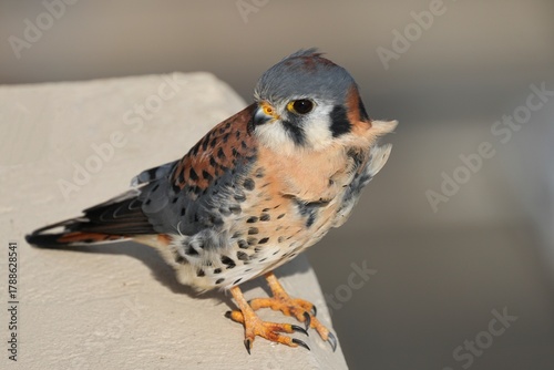 The American kestrel (Falco sparverius) is the smallest and most common falcon in North America. 
