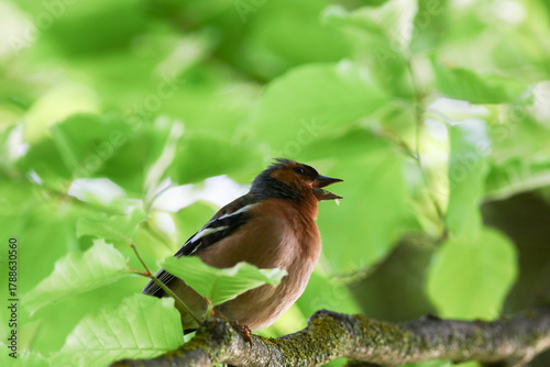 Chaffinch resting on tree branch near Regensburg during vibrant spring