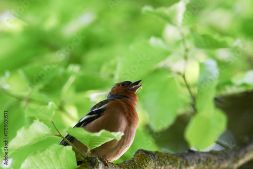 Chaffinch resting on tree branch near Regensburg during vibrant spring