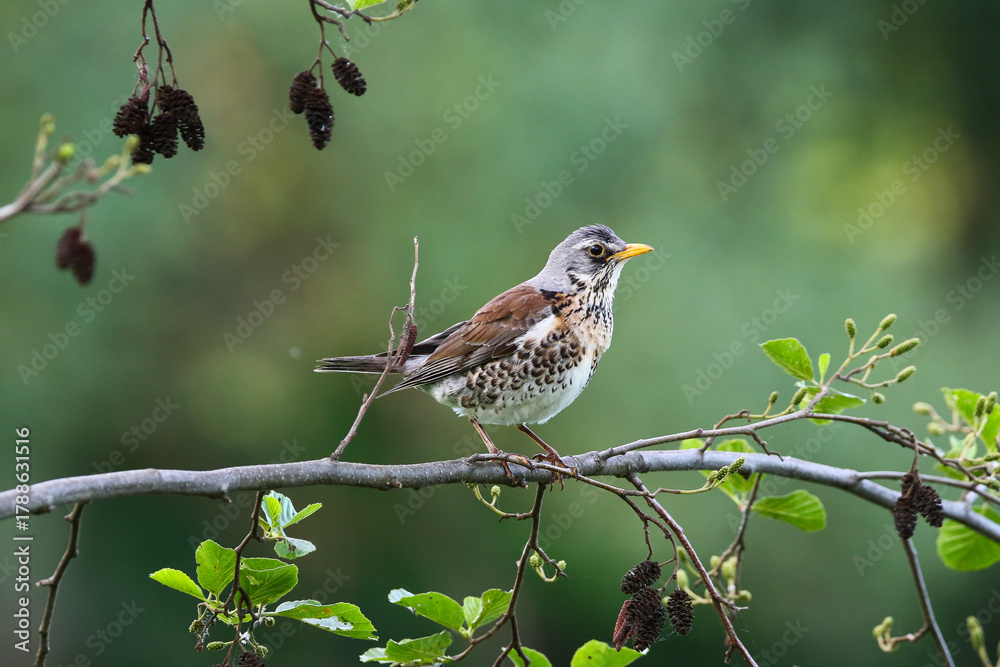 Fototapeta premium Fieldfare bird resting calmly on tree branch during spring season