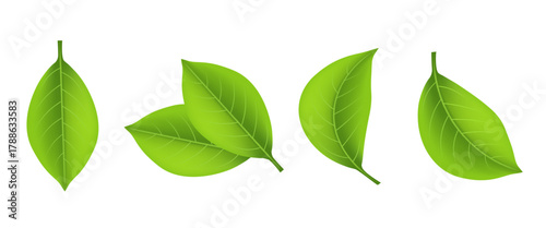 Plant leaf set. 3D illustration. Vector clipart isolated on white background.