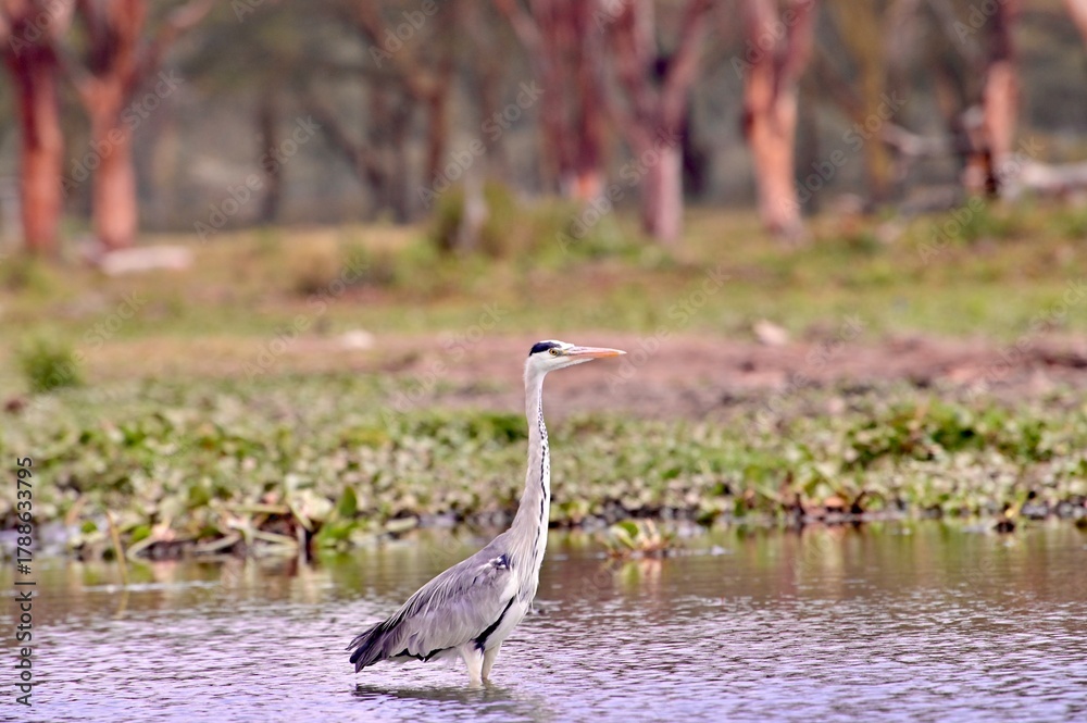 Obraz premium great white heron