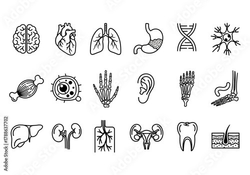 A comprehensive set of human internal organs and anatomical structures presented as simple black line icons for medical and scientific use