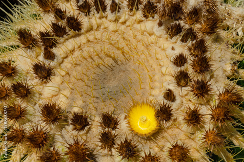 Golden barrel cactus closeup with sharp spines and dried flower crown macro shot desert plant California Playa Vista Central Park