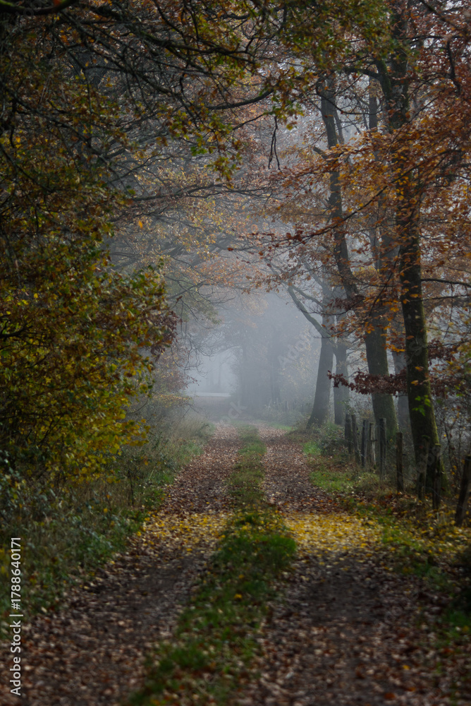 Fototapeta premium Misty autumn forest track lined with trees in Germany