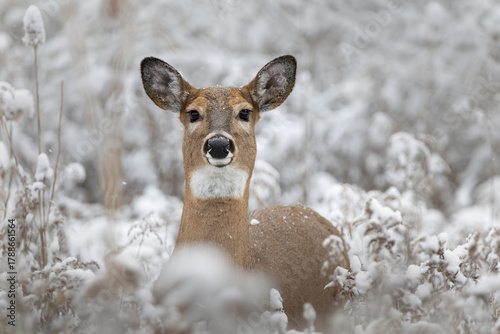 Beautiful White Tail Deer doe Portrait on winter landscape