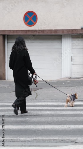 Woman walks across a city street holding a leash as her Yorkshire Terrier leads the way ahead. The concept conveys everyday movement, independence, and urban lifestyle. Vertical 4k footage