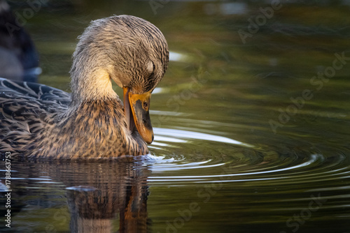 Preening Mallard on lake with ripples anbd reflecgtions