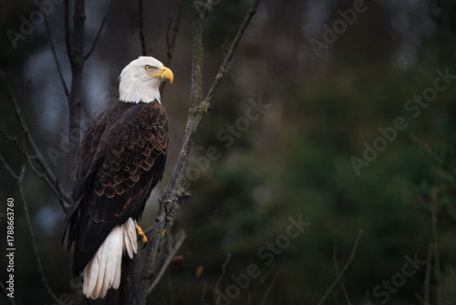 gorgeous adult bald eagle portrait