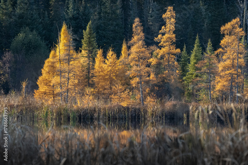 Fall Tamarack reflection golden in colour