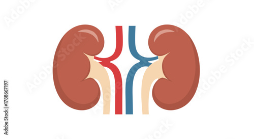 Human kidney organ illustration with artery and vein medical