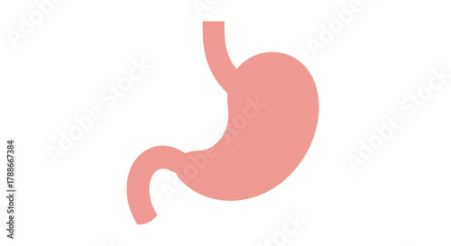 Human stomach digestive organ anatomy medical diagram illustration