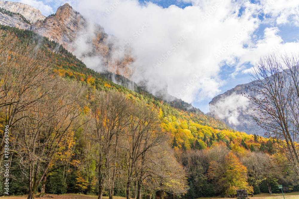 Fototapeta premium Autumn fall forest with yellow trees Ordesa national park Huesca Aragon Spain