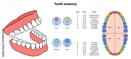 Hand-drawn dental infographic showing the anatomy of adult tooth with enamel, dentin, pulp, root, and nerves. Detailed educational illustration for dental 