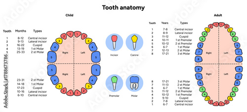 Hand-drawn dental infographic showing the anatomy of tooth for adults and children. Educational illustration with labeled parts enamel, dentin, pulp, and root