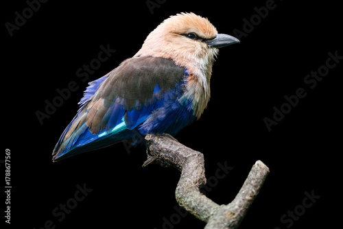 Close-up portrait of blue-bellied roller with black background. An african bird with dark brown, buffy white and blue colors in plumage, sitting on a branch, isolated on black.
