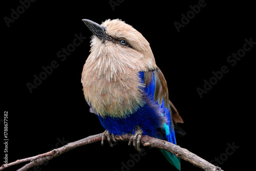 The blue-bellied roller isolated on black background. A close-up portrait of blue bird with very dark brown back, buffy white head, neck and breast perching on a branch.