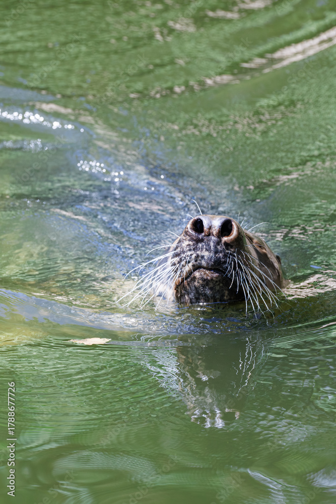 Fototapeta premium Close-up portrait of grey seal swimming in greenish water. Cute Atlantic seal with flared nostrils and thick whiskers above the water surface. Wild pinniped portrait in natural environment.