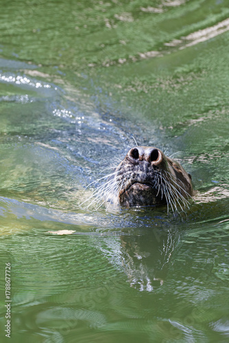 Close-up portrait of grey seal swimming in greenish water. Cute Atlantic seal with flared nostrils and thick whiskers above the water surface. Wild pinniped portrait in natural environment.