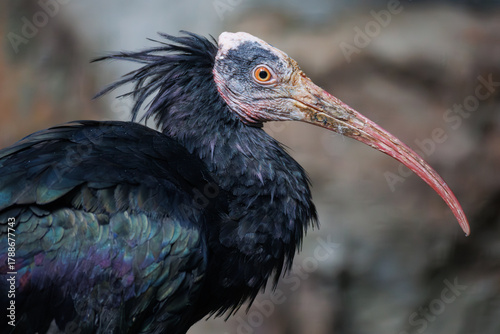Close-up portrait of northern bald ibis with blurred background. Hermit ibis or waldrapp (Geronticus eremita) with glossy black plumage, long red curved beak and unfeathered face and head.