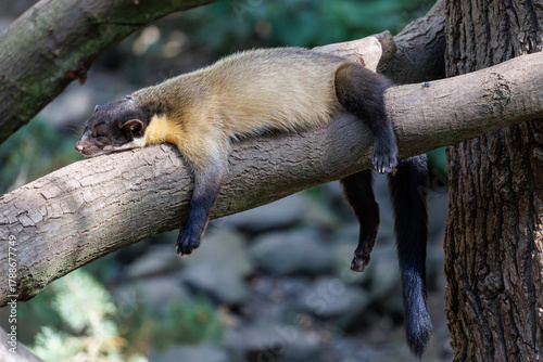 Yellow-throated marten resting on a tree branch in summer forest. Wild Ussuri kharza (Martes flavigula) with shiny golden fur and long black tail sleeping on a thick logwith soft blurred background.