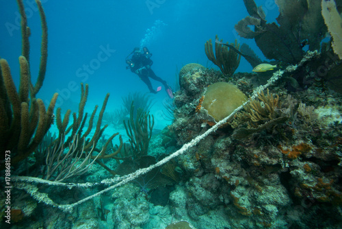 Underwater photographer examines tangled anchor line which is damaging a coral reef.