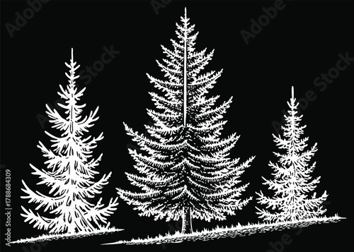 Three stylized evergreen trees drawn in white on a black background with a sketch like texture