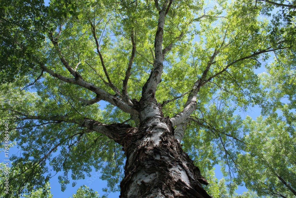 Obraz premium Majestic Eastern Cottonwood Towering Above: A Lush Green Forest Framed by a Vibrant Blue Sky