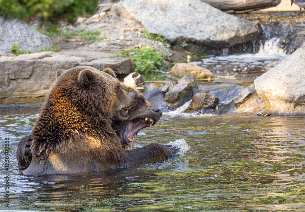Fototapeta premium two Wild brown bear ,ursus arctos playing in water