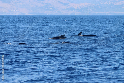 Group of long finned pilot whales, Globicephala melas, Strait of Gibraltar