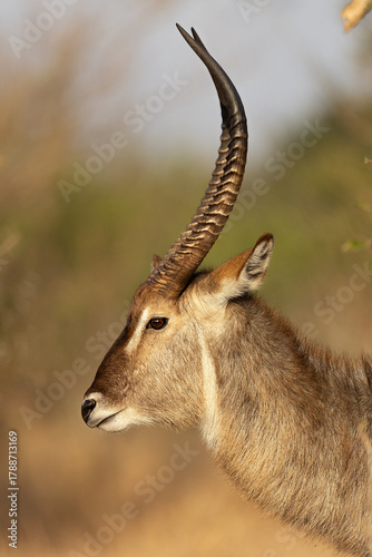 waterbuck bull  in kruger national park