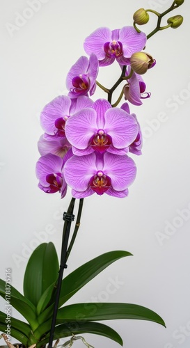 Beautiful phalaenopsis butterfly orchid plant blooming with vibrant purple and white flowers isolated against a bright white background ,clean, cutout, white